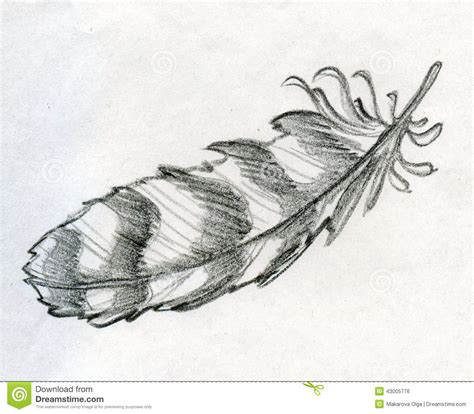 Sketched eagle feather stock illustration. Illustration of decoration - 43005776