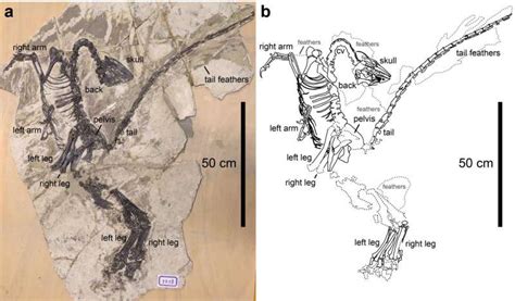 New species of troodontid with asymmetric feathers found in China