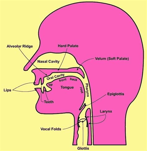 Diagram Of Organs Of Speech And Their Functions The Speech O