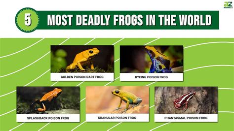 The 5 Most Deadly Frogs In The World - A-Z Animals