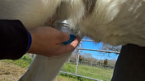 Newborn Foal Care :: Horse Feathers Farm