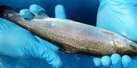 ISA outbreak confirmed at AquaChile salmon farm | IntraFish.com