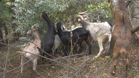 All natural brush removal: goats! | WJAR