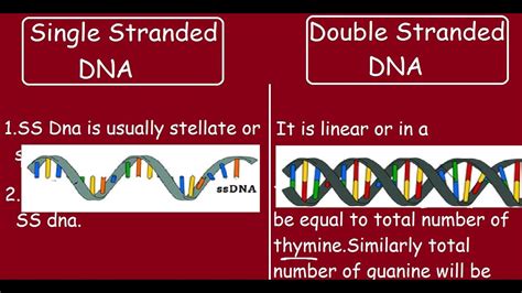 いろいろ double-stranded dna 135798-Double stranded dna