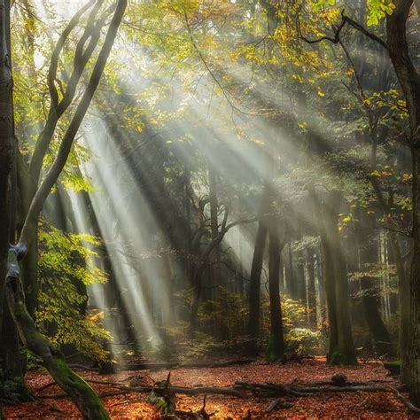 Sunbeams in a forest | Forest light, Landscape features, Forest