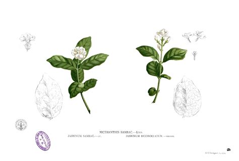 Jasminum sambac Blanco1.6 - National symbols of the Philippines - Wikipedia | Jasmine flower ...