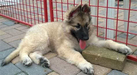 Shiloh Shepherd Puppies For Sale