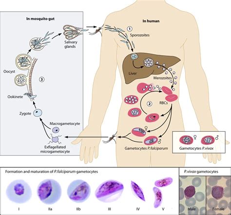 Asexual Life Cycle of Plasmodium Falciparum • Microbe Online