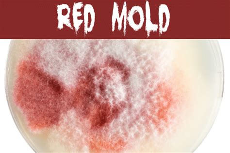 What Color Is Mold? | Mold Help For You