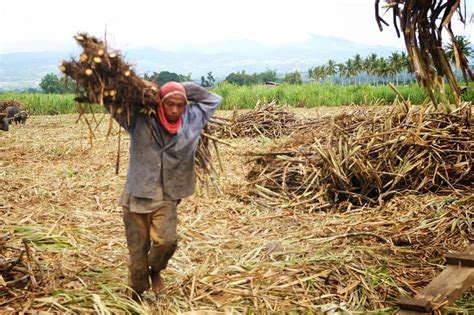 textspin: Sugar Cane Farmers in the Philippines