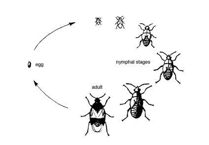 Insect Biology : A Primer