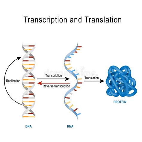 Protein Synthesis Vector Illustration. Transcription and Translation ...