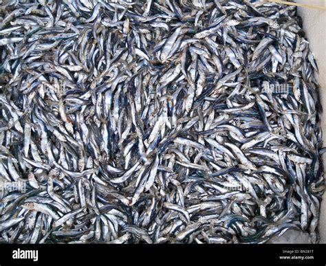 Small baby sardines on sale at the fish market,Nice,Coted'Azur,France Stock Photo - Alamy