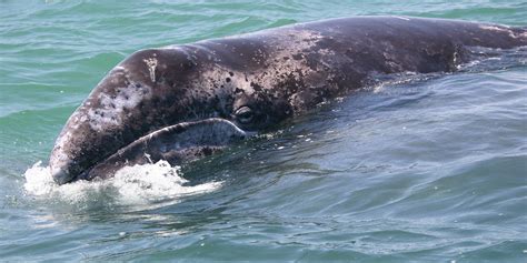 Western North Pacific Gray Whales - Marine Mammal Commission