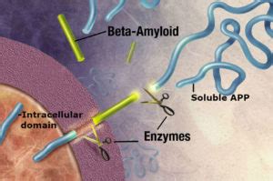 Amyloid Precursor Protein Signals Stem Cells | BioSerendipity