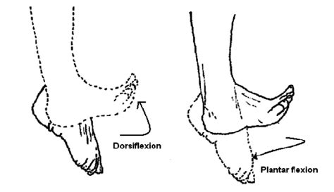 Ankle joint representing dorsiflexion and plantar flexion. | Download Scientific Diagram