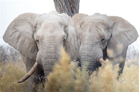 Namibia - Elephant Duo - Brendan van Son Photography