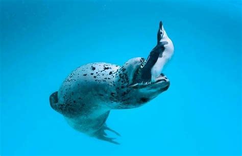 Foca Leopardo cazando un pingüino. | Foca leopardo, Foca, Leopardo