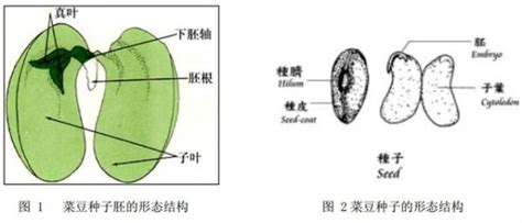 种子与幼苗实验