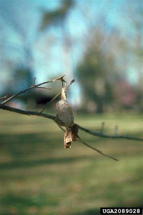 Polyphemus Moth (Antheraea polyphemus) cocoon {!--북미큰산누에나방(고치)-->; Image ONLY