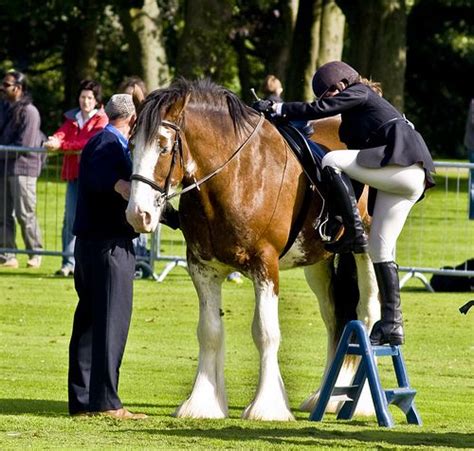 Clydesdale Horse Show | Clydesdale horses, Show horses, Clydesdale