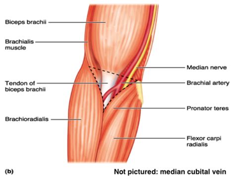 Superficial Veins of cubital fossa Flashcards | Quizlet