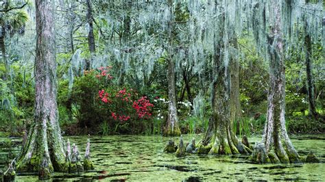 90+ Swamp HD Wallpapers and Backgrounds