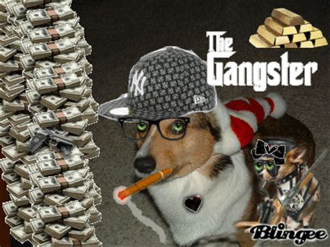 The Gangster dogs Picture #114322898 | Blingee.com