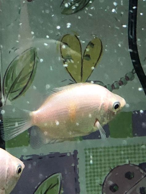 Kissing Gourami: Care Guide, Breeding, and Tank Size