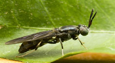 Black Soldier Fly Larvae for Chickens - Dine a Chook