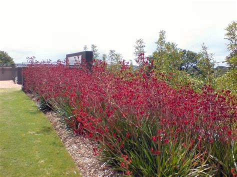 Anigozanthos ‘Big Red’ – Kangaroo Paw | Gardening With Angus