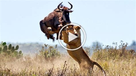 The Best Attacks Of Wild Animals 2017 - Craziest Animal Fights Caught ...