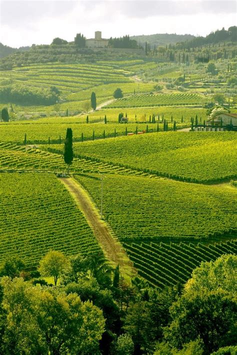 An Italian Wine Tasting Journey: From Piedmont to Tuscany Wine Tour ...