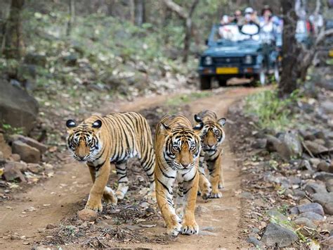 The Ranthambore National Park - Voices Shortpedia