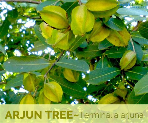 Arjun Tree facts and health benefits