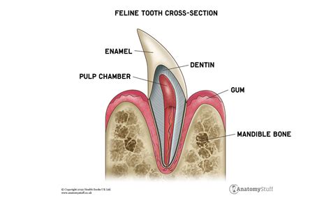 Feline Dental Anatomy Chart Poster Laminated | ubicaciondepersonas.cdmx.gob.mx