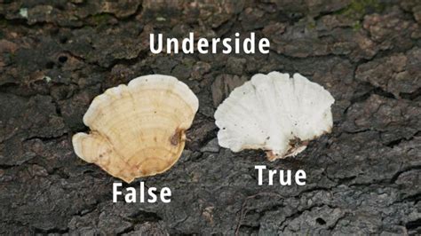 Turkey Tail Mushroom Identification: A Comprehensive Guide