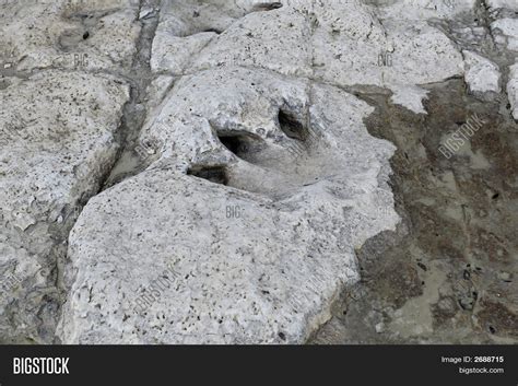 Dinosaur Track Image & Photo (Free Trial) | Bigstock