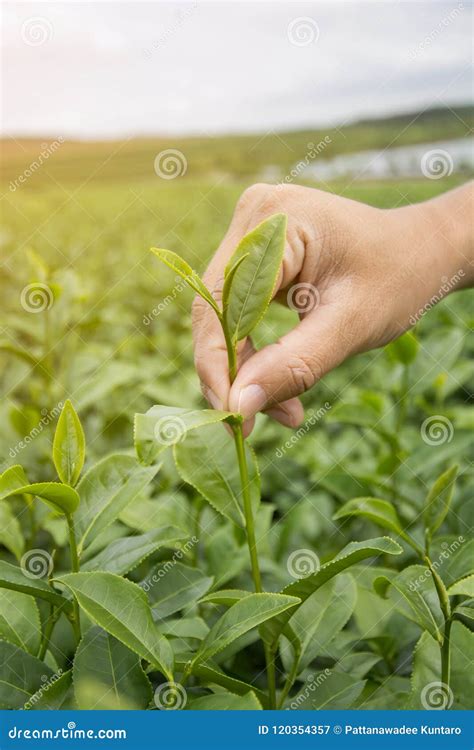 Asian Farmer Harvesting Fresh Tea Leaves Product in Farm Stock Image - Image of drink, rural ...