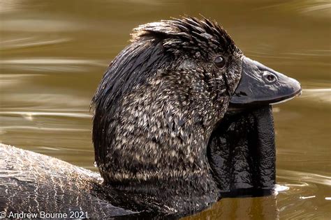 Musk Duck | Manda Photographs