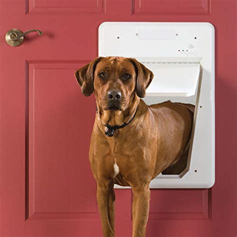 9 Best Automatic Dog Door Reviews - 2023 Edition - Animal Corner