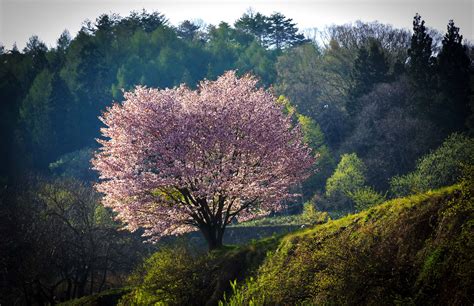 Download Pink Flower Mountain Japan Blossom Tree Nature Sakura HD Wallpaper