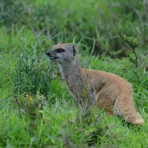 Yellow Mongoose - Facts, Diet, Habitat & Pictures on Animalia.bio