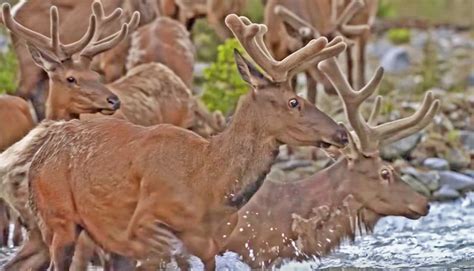 Lets Go On The Elk Migration | Bowhunting.Net