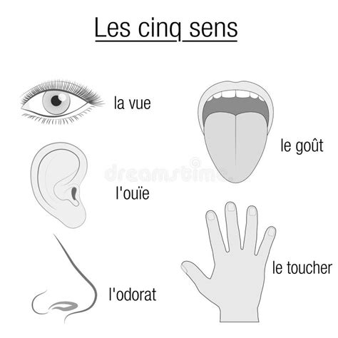 Five Senses French Names Sensory Organs Chart Stock Vector - Illustration of five, senses: 107889724