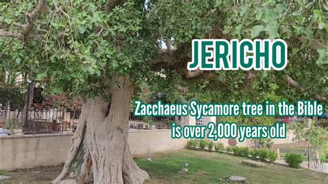 Holyland:Zacchaeus Sycamore tree in Jericho still exist nowadays since the time of Jesus # ...