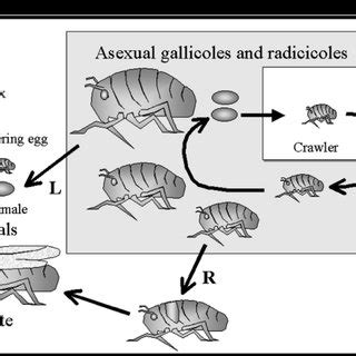 (PDF) The genome project of grape phylloxera