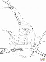 Coloriage  Gibbon à Mains Blanches Coloriages Imprimer Gratuits sketch template