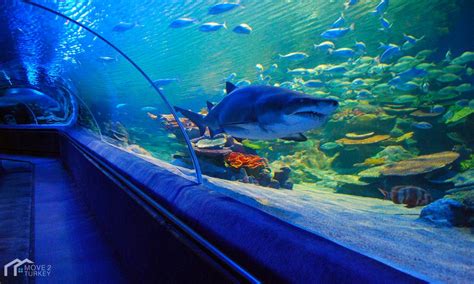 Video: Get To Know Istanbul Aquarium, The Best Of Its Kind | Move 2 Turkey