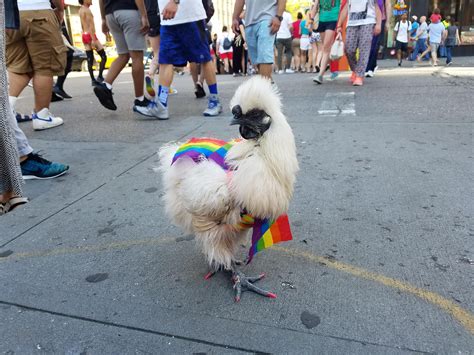 One very prideful chicken http://ift.tt/2tb9T4T | Nyc pride parade, Pride parade, Nyc